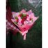 Jual Bunga Handbouquet Mawar Merah Mix Mawar Pink di Kelapa Gading 085959000635